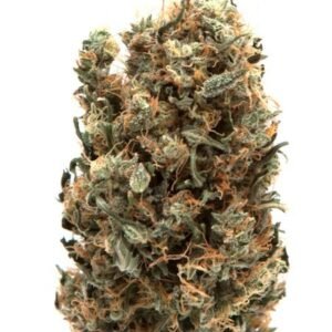 AK-47 Strain