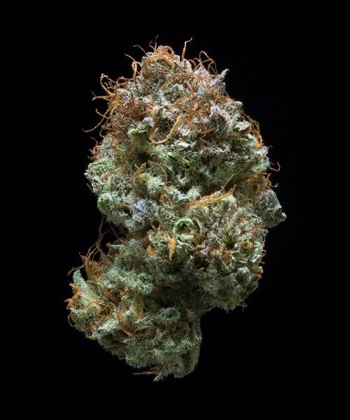 Amnesia Haze Strain