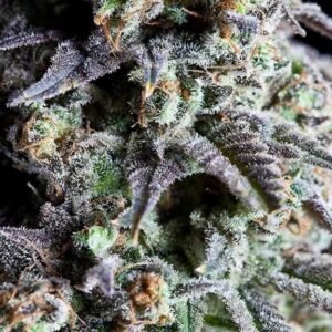 Blue Cheese Strain