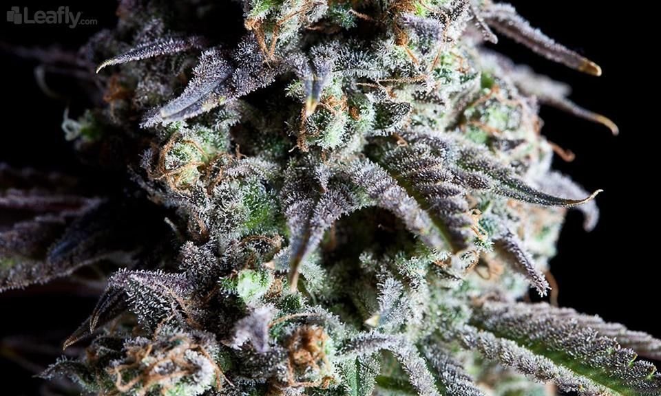 Blue Cheese Strain