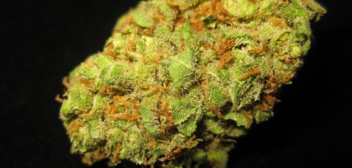 Cinderella 99 Strain