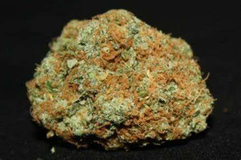 G13 Strain