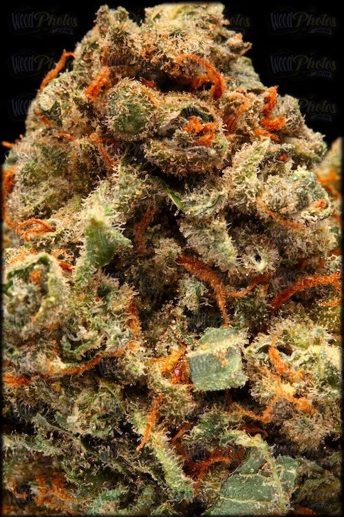 Jack Herer Strain