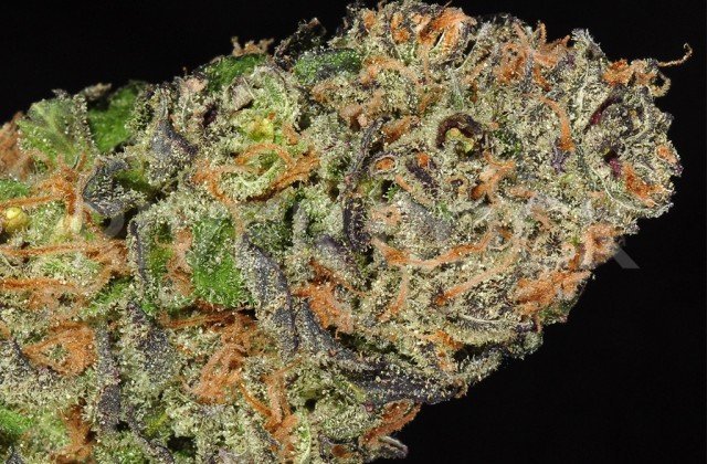 Sour Diesel Strain