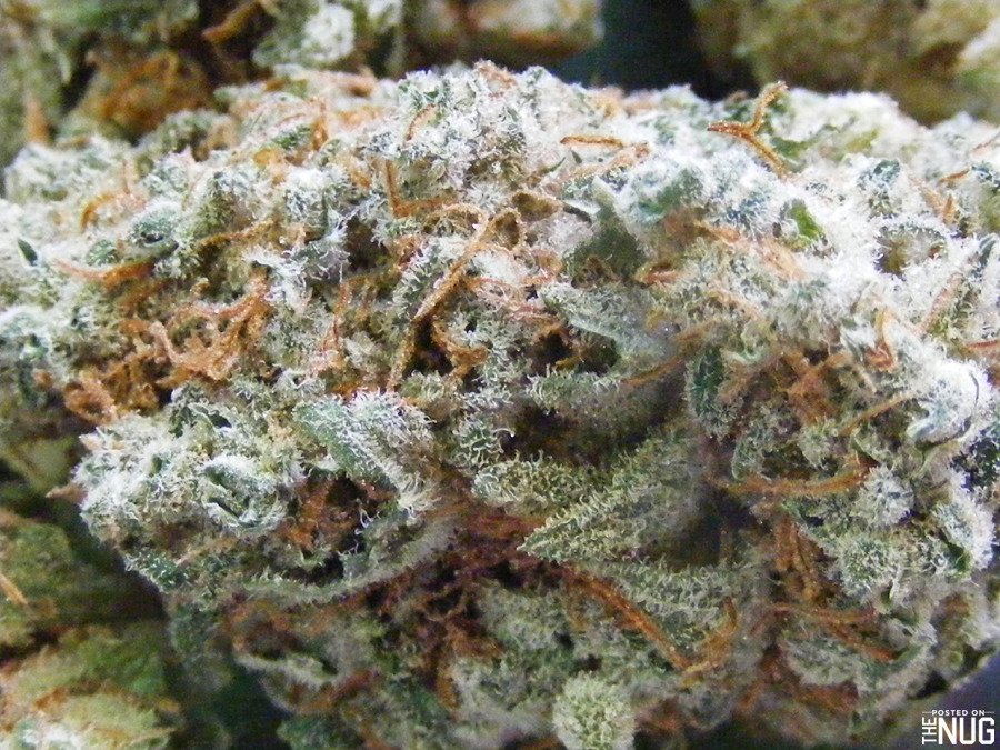 Pineaple Express Strain