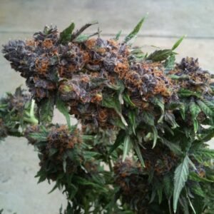 Purple Kush Strain