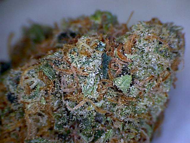 Tahoe OG Kush Strain