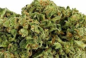 White Rhino Strain
