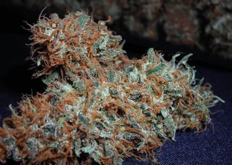 White Widow Strain