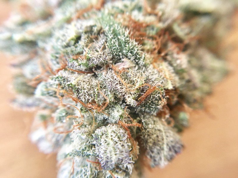 Blackberry Kush Strain