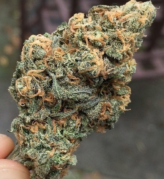Blue Dream Strain