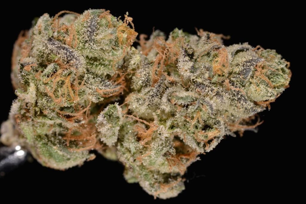 Girl Scout Cookies Strain