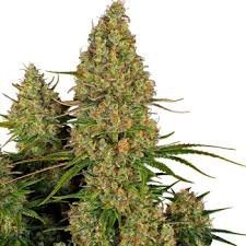Caramellow Kush