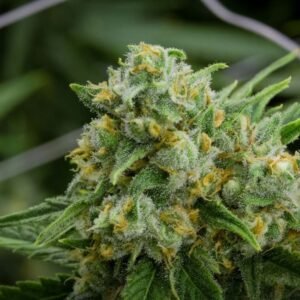 Green Crack Strain