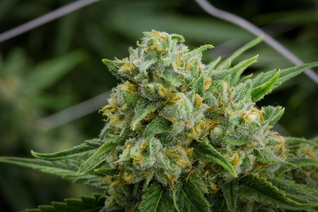 Green Crack Strain