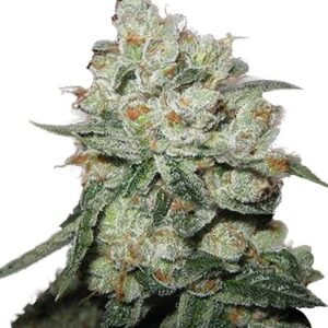 OG Kush Strain