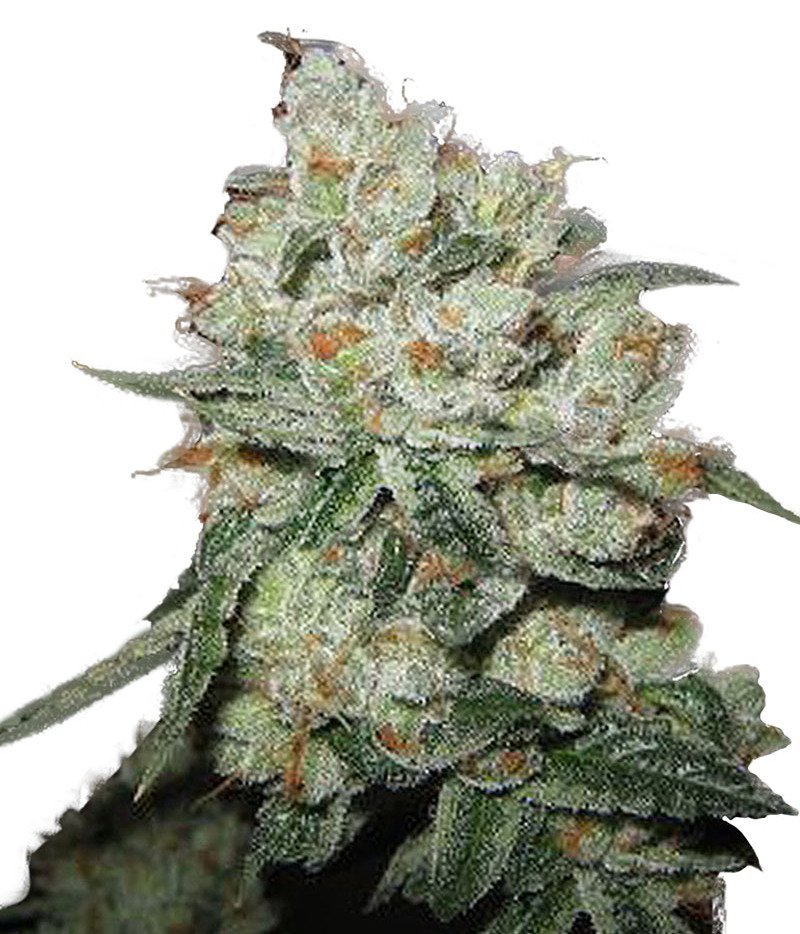 OG Kush Strain
