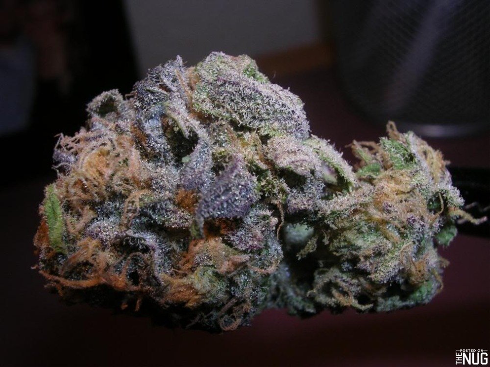 God’s Gift Strain