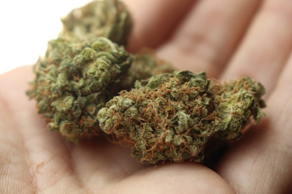Buy Chocolope Strain