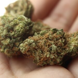 Buy Chocolope Strain